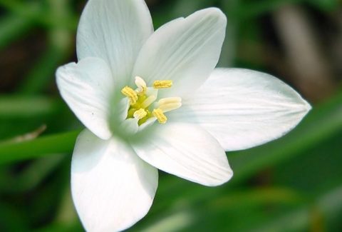 bloesem-Star-of-Bethlehem-Bachbloesem-1200x480